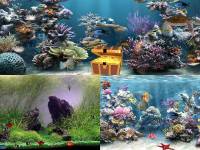 Clear Aquarium Animated Wallpaper screenshot