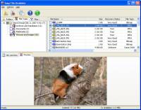 Easy NTFS File Undelete screenshot