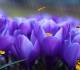 Crocus Screensaver