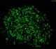 SaversPlanet MicroLife Screensaver
