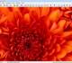 Advanced TIFF Editor. Download