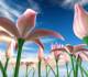 Flowers Meadow 3D